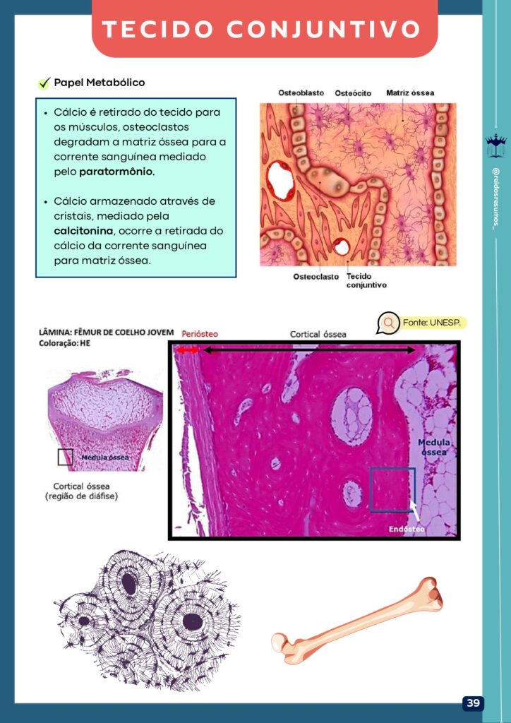 Histologia Cursos E Materiais De Estudo Rei Do Lab